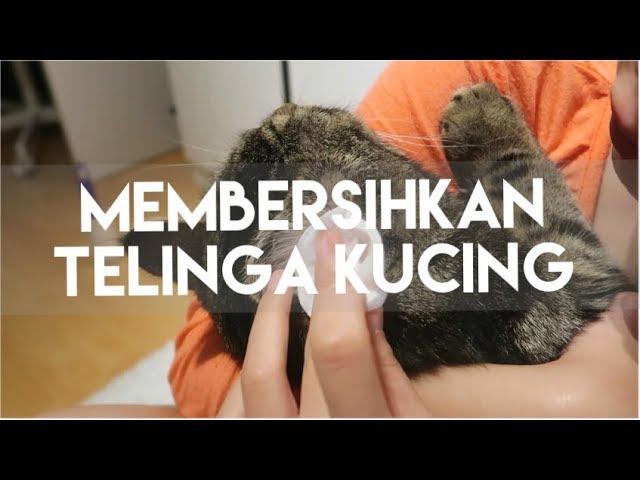 MEMBERSIHKAN TELINGA KUCING | MY CATS DIARY #14