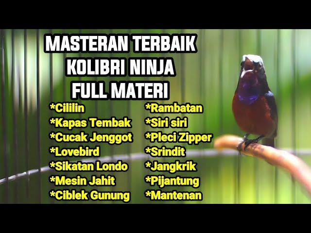 MASTERAN TERBAIK SEPANJANG MASA KOLIBRI NINJA GACOR FULL MATERI TEMBAKAN TAJAM JERNIH 100% GACOR