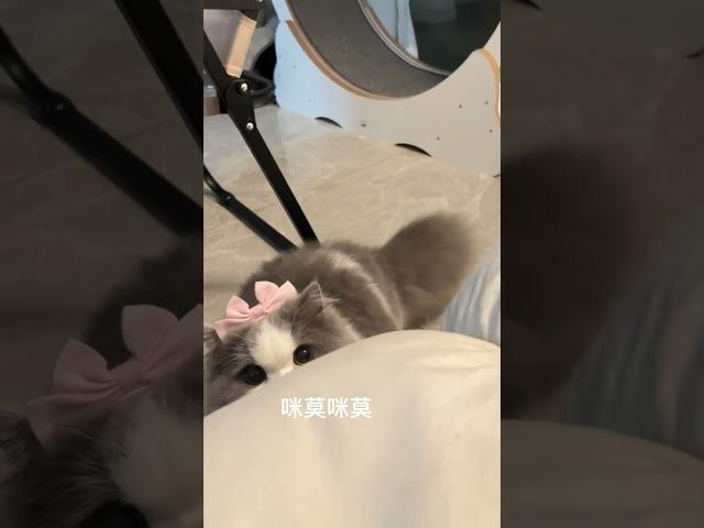 咪莫咪莫！这是什么钓猫咒语？喵星球信号？#萌宠