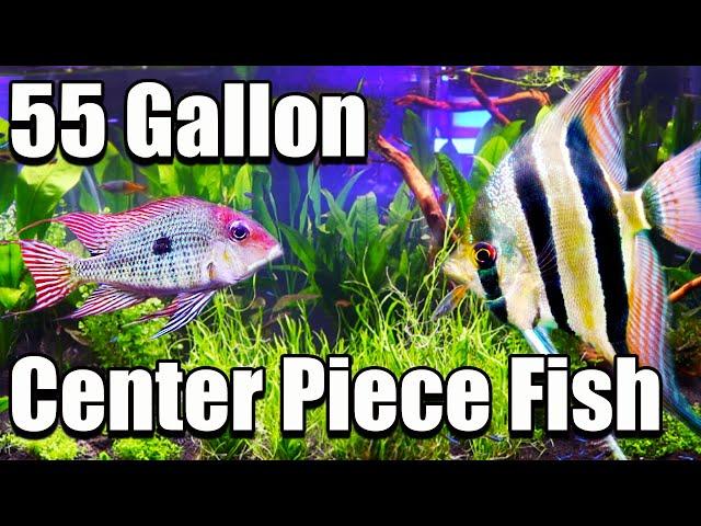 Top 5 Center Piece Fish for a 55 Gallon Aquarium!