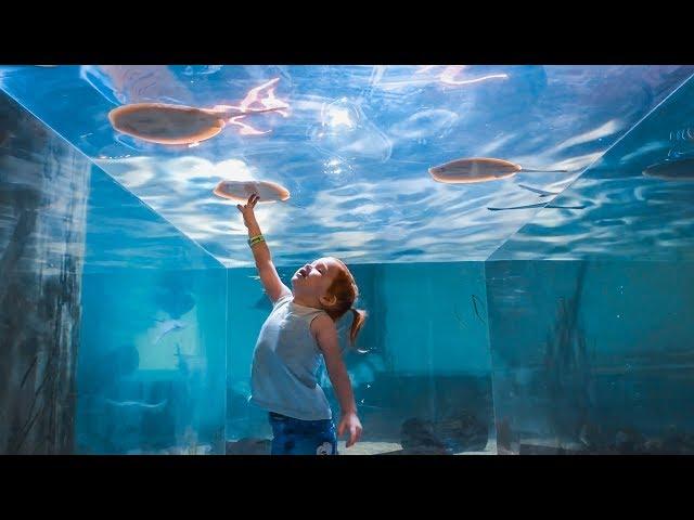 UNDERWATER BOX with STINGRAYS!!