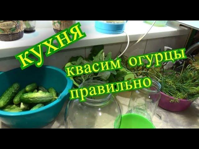 кухня, квасим огурцы правильно, влог шаповаловы коля оля