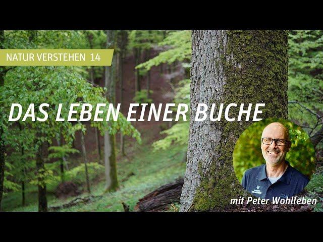 Das Leben einer Buche - Peter Wohlleben