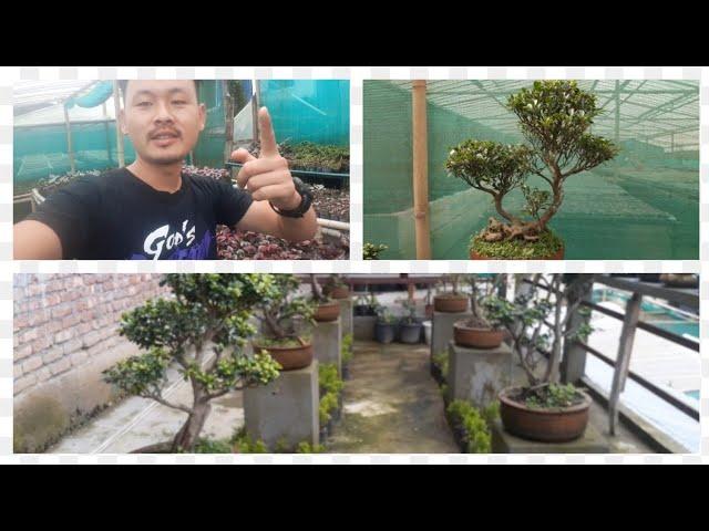 bonsai collection @15mile nursery @kalimpong @bonsai