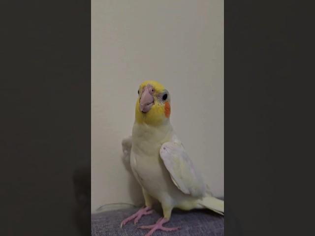 Baby cockatiel 6 month old singing all day #shortvideo 