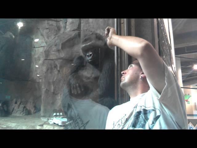 Female Gorilla Gives Him Kisses Through the Window at the Omaha Zoo