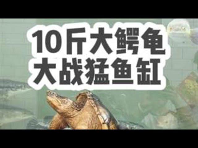 10斤大鳄龟挑战猛鱼缸，能否击败大猛鱼？结局让人匪夷所思！ @大咖的鱼房 #养鱼日记 #猛鱼缸 #鳄龟 #大鳄龟 #大铅笔鱼