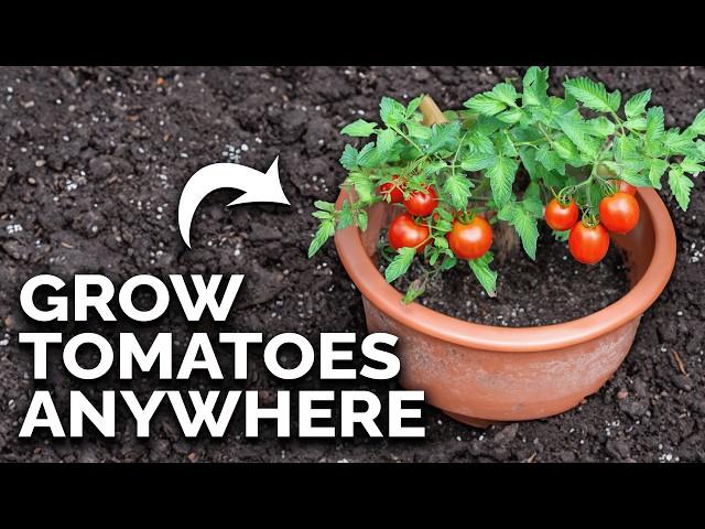 Grow Amazing Tomatoes In Containers  (COMPLETE GUIDE)