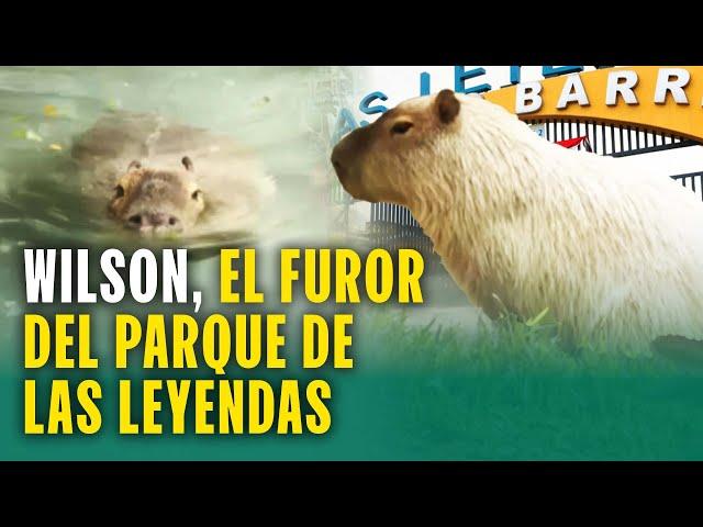 Wilson, el rockstar del Parque de Las Leyendas: Niños y adultos conocen más sobre los capibaras