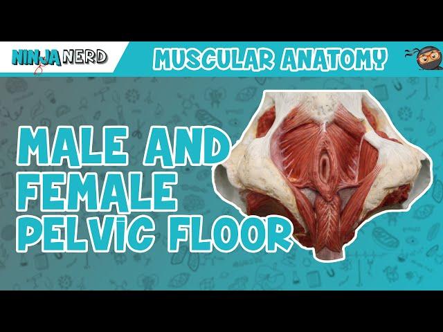 Muscles of the Male & Female Pelvic Floor | Anatomy Model