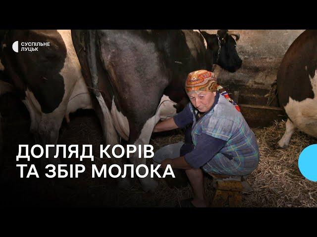 На Волині зменшилась кількість корів: як доглядають худобу люди і за скільки здають молоко