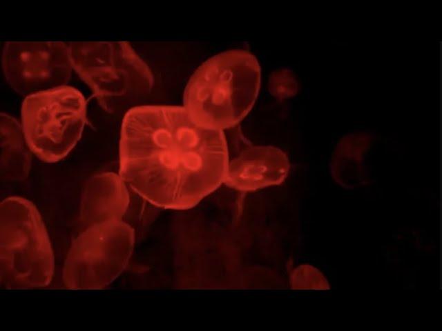 Deep Red Jellyfish Aquarium | Soothing Sleep Music [10 Hours]