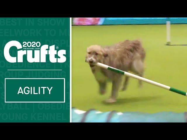 Hilarious Rescue dog Kratu steals the show (and a pole)!