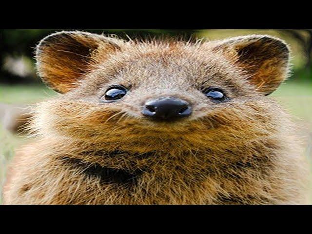 Quokkas - die besten Tiere der Welt [Doku]