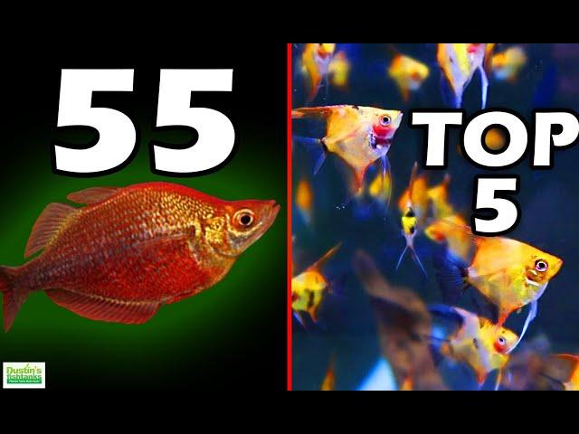 TOP 5 BEST Aquarium Fish Ideas For Your 55 Gallon Aquarium