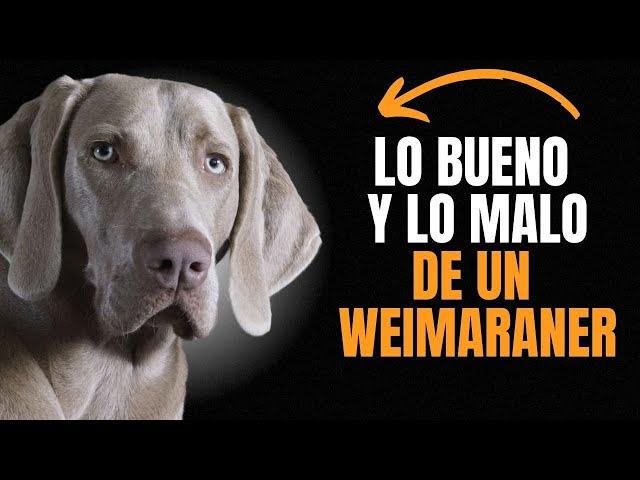 WEIMARANER:  VENTAJAS Y DESVENTAJAS DE TENER UNO.