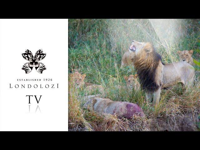 Incredible Lion Fight - Londolozi TV