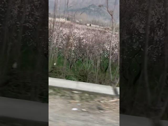 Walnuts(akhrot) tree  in Swat Pakistan 