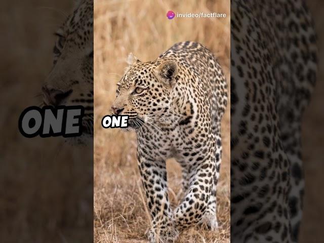 Mind blowing Leopard Facts || #factflare #leopard #pets #animals #wildlife #forest