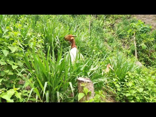 Goats Grazing Mulato II Grass - Best Grass for Rotational Grazing System