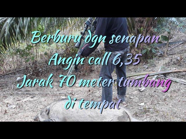 BERBURU BABI HUTAN ‼️ DGN SENAPAN ANGIN PCP CALL 6,35 TARGET 70 Meter.