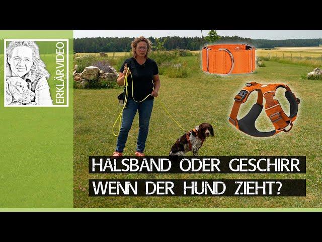 Halsband oder Geschirr wenn der Hund zieht? ️ Realität trifft Medien! ️ Praxisvideo ️ 