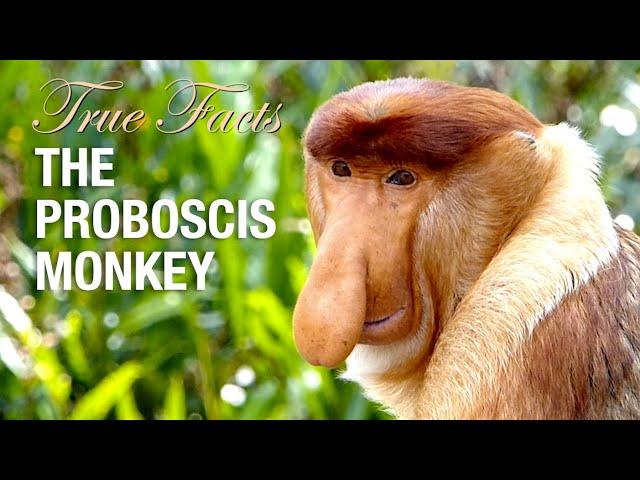 True Facts: Proboscis Monkey