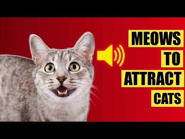 Mom cat calling for her kittens  Mother cat sounds to attract cats