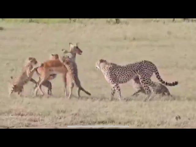 Clumsy Cheetah Cubs Try To Bring Down Impala