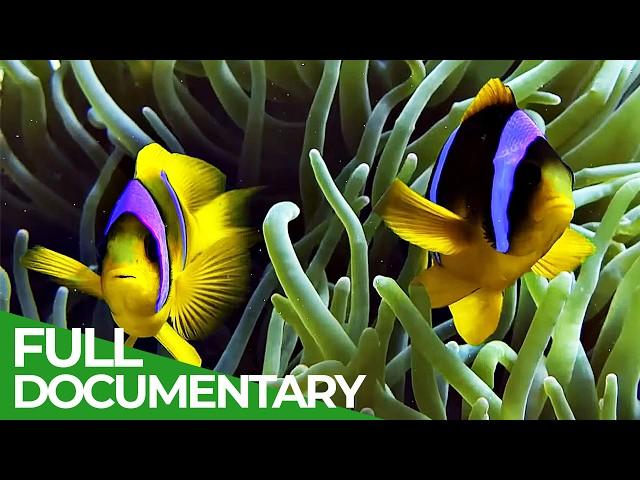 The Red Sea - Idyll of the Orient | Free Documentary Nature