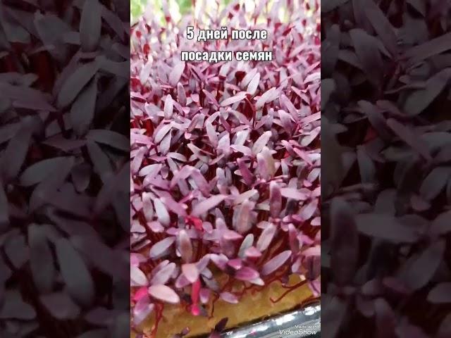 Как посеять и вырастить #амарант дома - ставь  и смотри в видео на моем канале! #microgreens