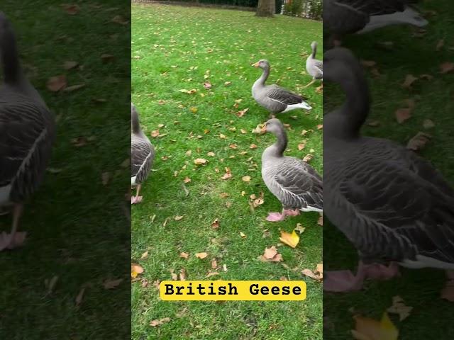 British grey geese #cute #geese #birds #grey #wings #park #english #england #dance