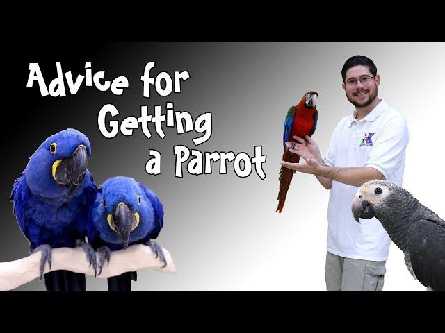 Tips About Getting a First Parrot