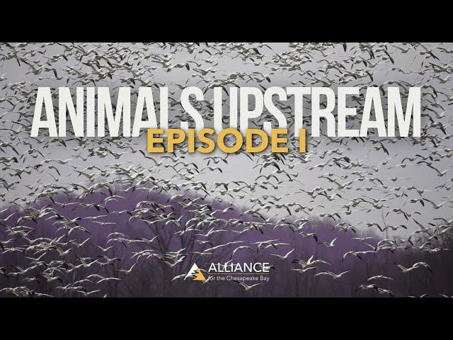 The Great Pennsylvania Snow Goose Migration | Animals Upstream Episode I