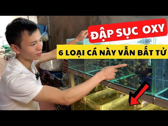 6 Loại cá chẳng cần Sục Oxy vẫn cứ là "OK" | Nguyễn Du aqua