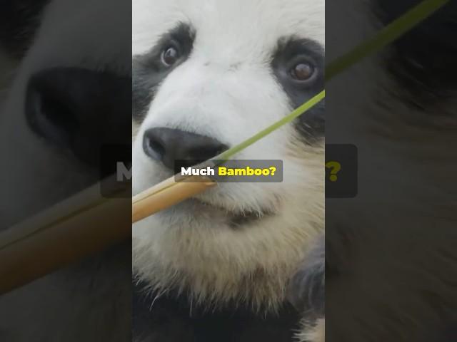 Why, What, and How? Fun Facts for Curious Kids! #panda