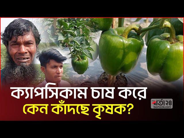 ক্যাপসিকামের বাম্পার ফলনেও কৃষকের চোখে পানি! | Barta24