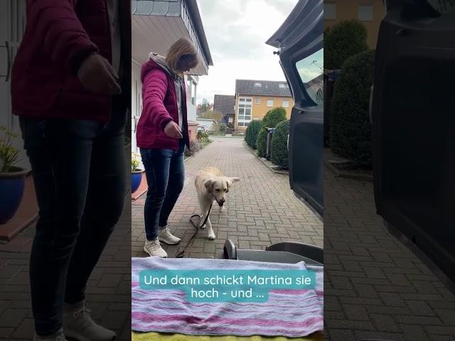 Hund steigt in das neue Auto