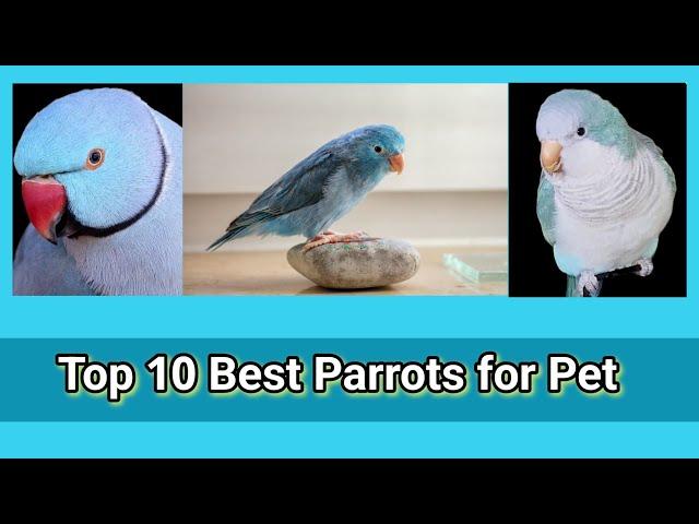 Top 10 Best Parrots for Pets