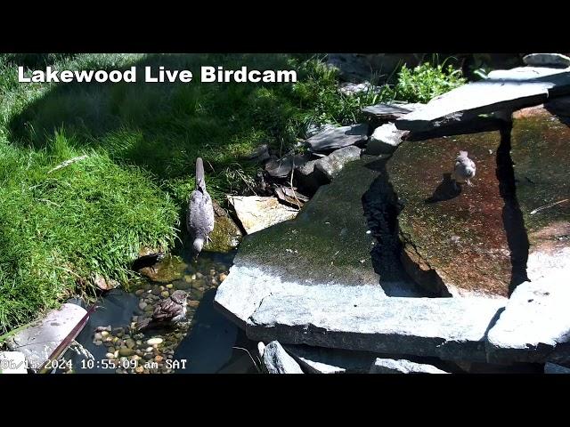 Live Bird Camera Fountain