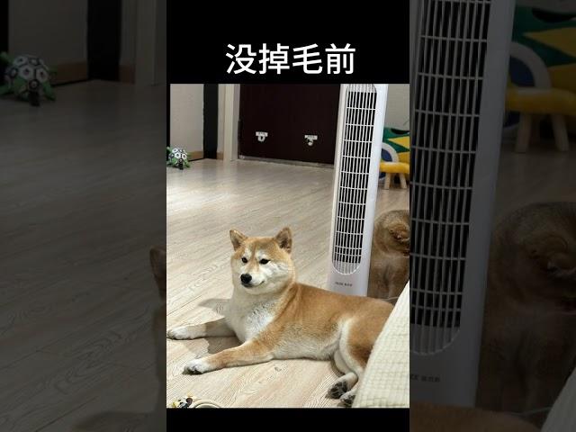 不是，柴犬怎么年年都有惊喜啊沈今年掉毛掉的有点夸张，看着都快像外面的流浪狗了沈柴犬 柴犬日常 养狗的乐趣 柴犬掉毛 养狗人