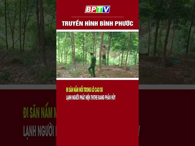 Đi săn nấm mối, người đàn ông phát hiện thithe đang phân hủy | BPTV