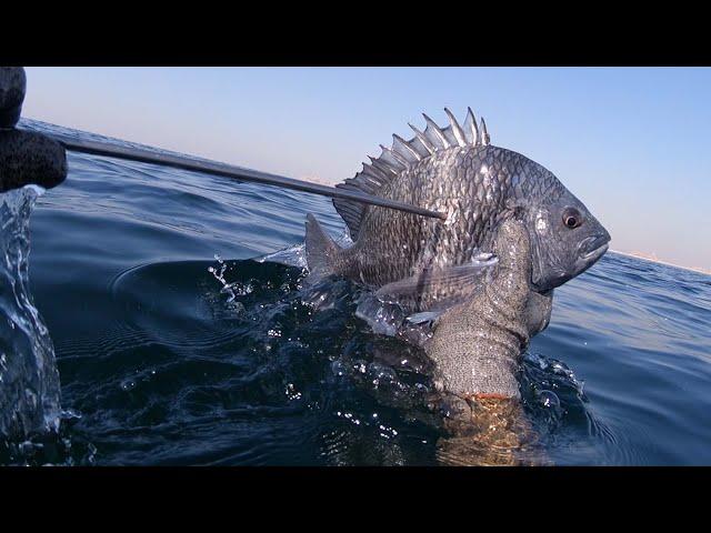 Breams And Groupers Hunting on Old Shipwreck