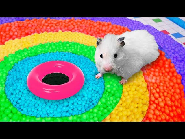  Hamster Escapes the Rainbow Maze [OBSTACLE COURSE]