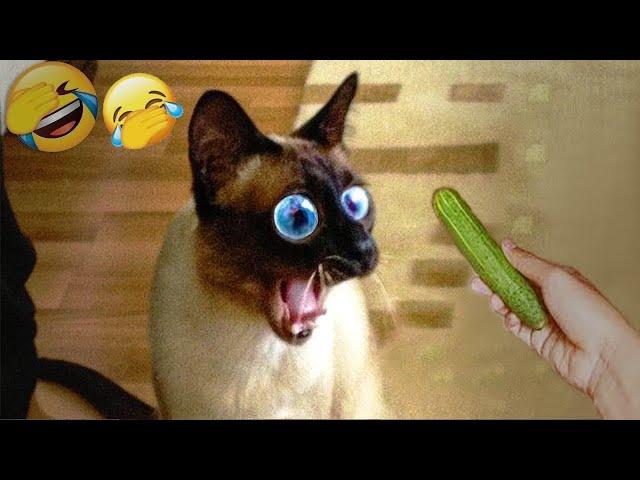  New Funny Cats and Dogs Videos  Best Funniest Animals Video 2024 #9