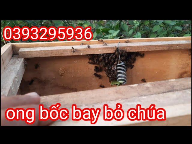 Nguyên nhân ong mật bốc bay bỏ cả chúa và cách khắc phục cho người mới nuôi" hội nuôi ong tự nhiên"