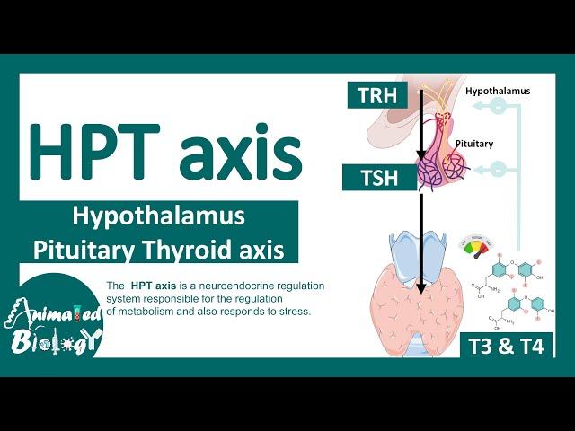 HPT axis |  Hypothalamus Pituitary Thyroid axis |  Regulation of thyroid hormone