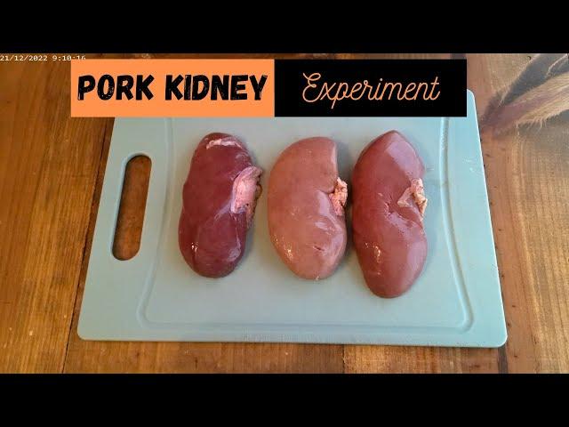 Pork Kidney Experiment