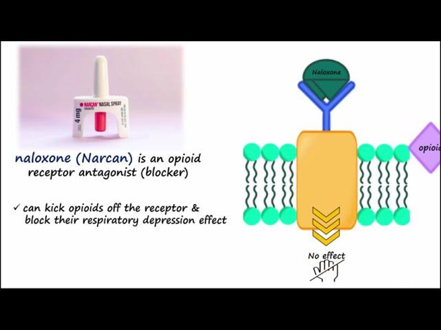 Naloxone (Narcan) - Used to Reverse Opioid Overdose