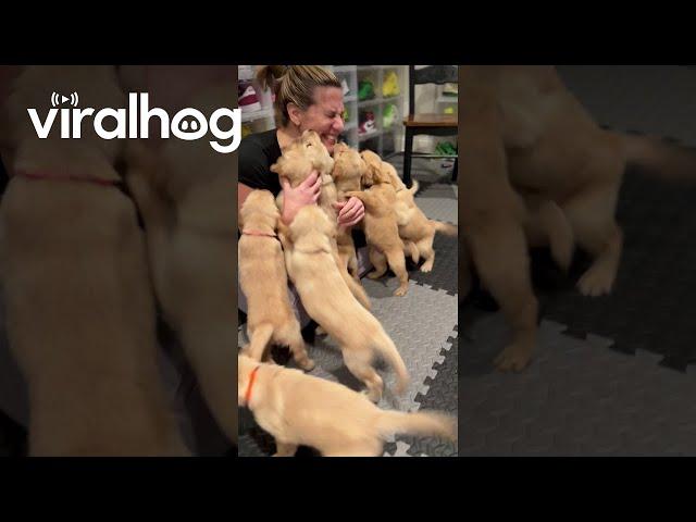 Golden Retriever Puppies Reunite With Nurse Who Delivered Them || ViralHog